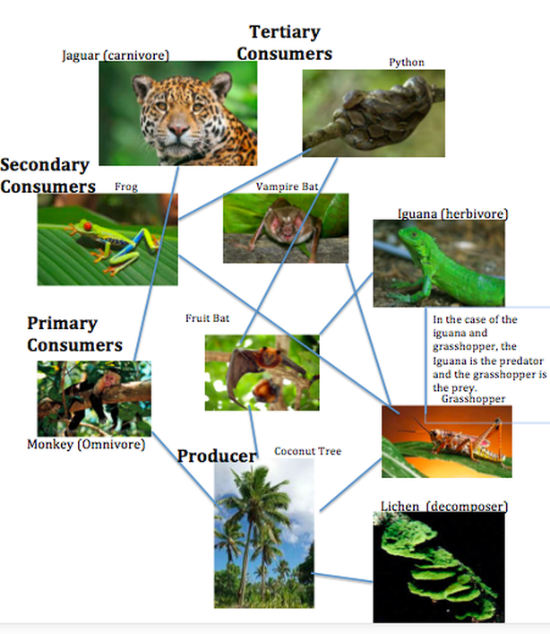 Food Chain And Food Web Tropical Rainforest